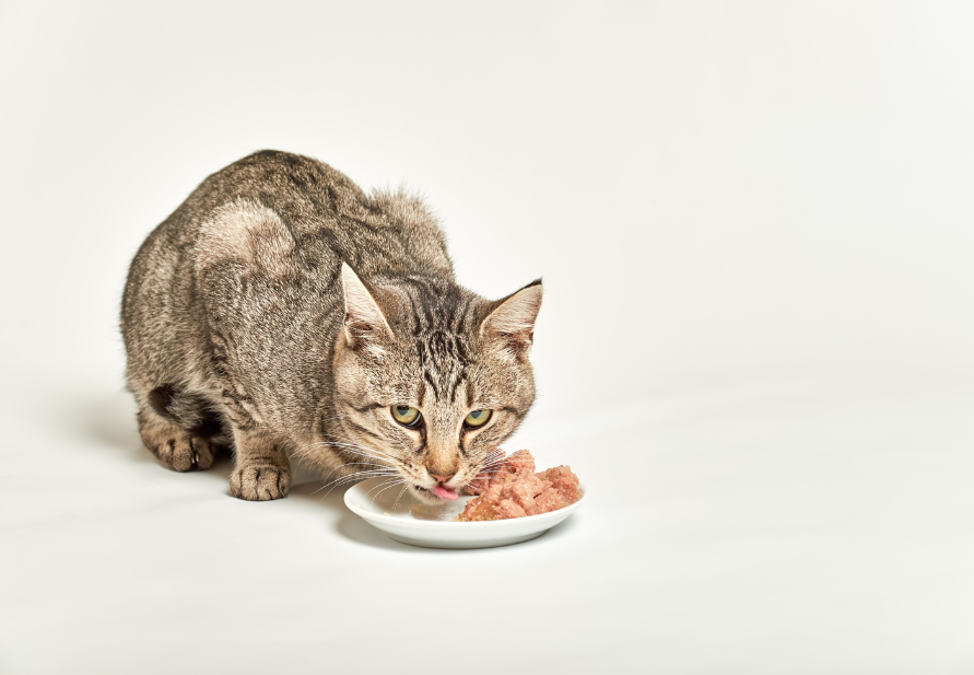 la mejor comida para gatos